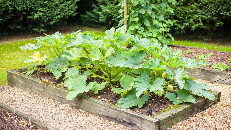 Zucchini