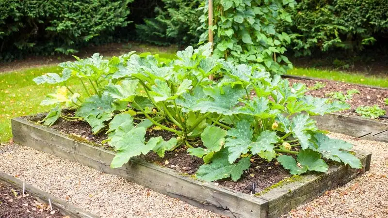 Zucchini