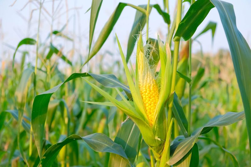 Sweet Corn
