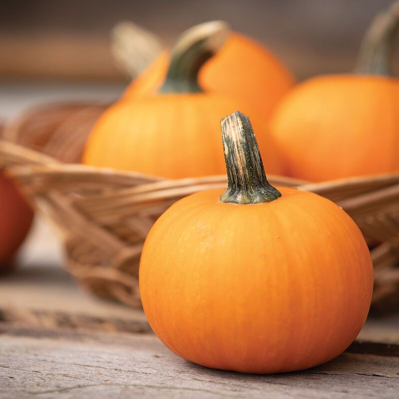 Pumpkins