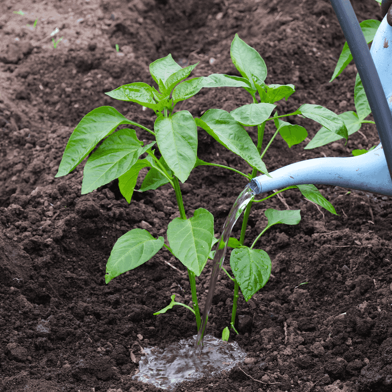 Peppers