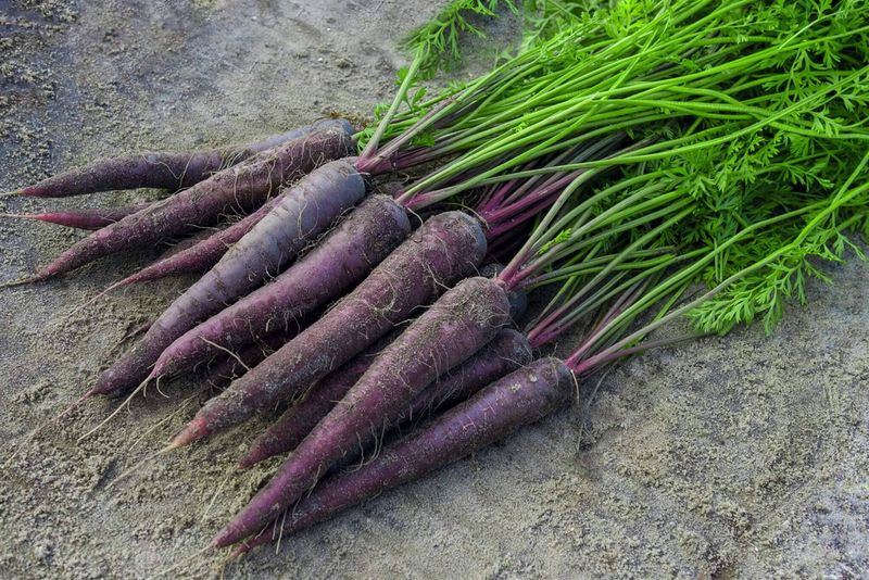 Purple Carrots