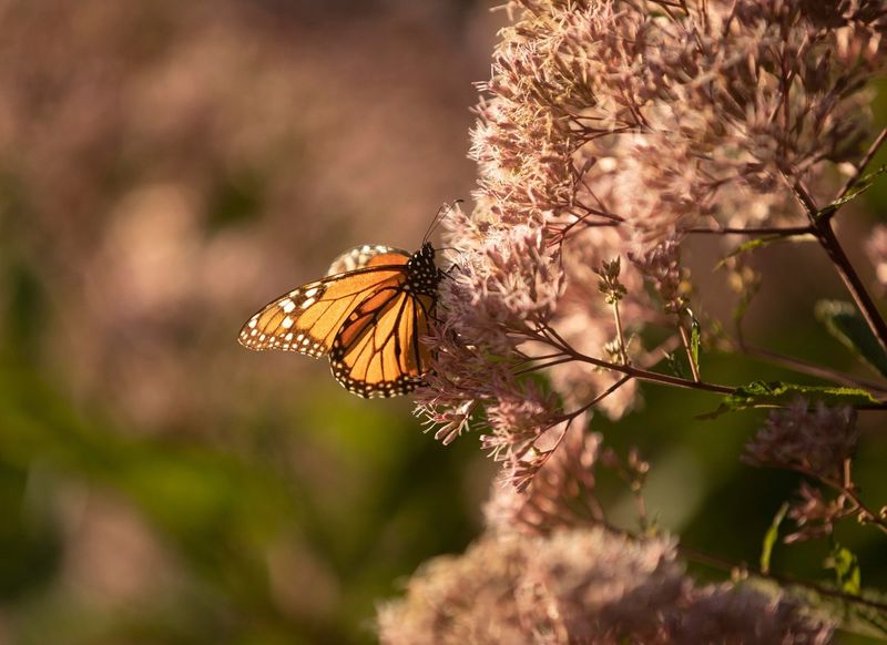 Joe Pye Weed