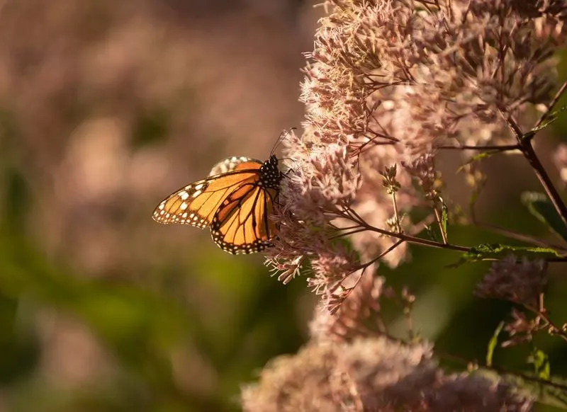 Joe Pye Weed