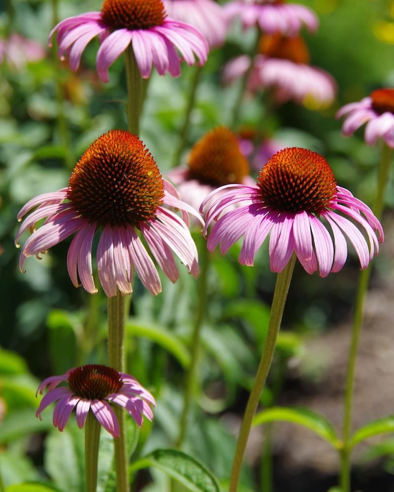 Purple Coneflower