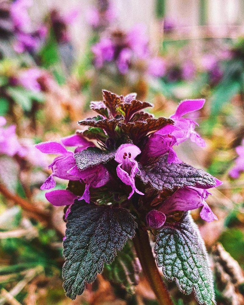 Purple Deadnettle