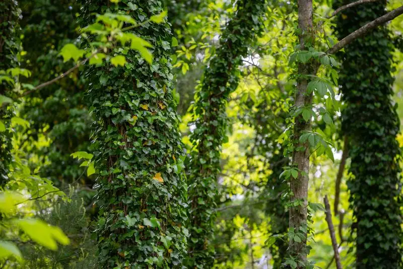 English Ivy