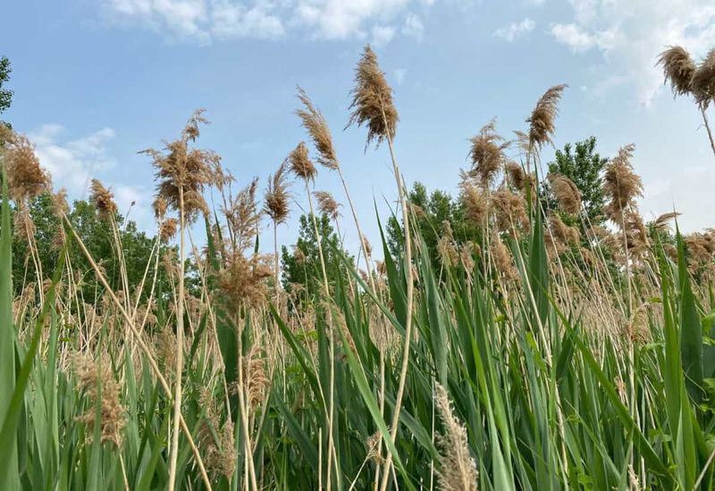 Common Reed (Phragmites)
