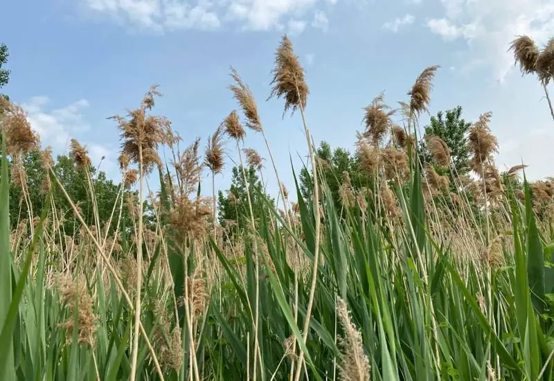 Common Reed (Phragmites)