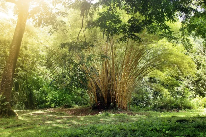 Clumping Bamboo