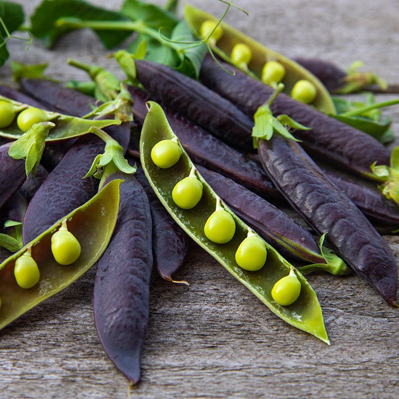 Purple Podded Peas