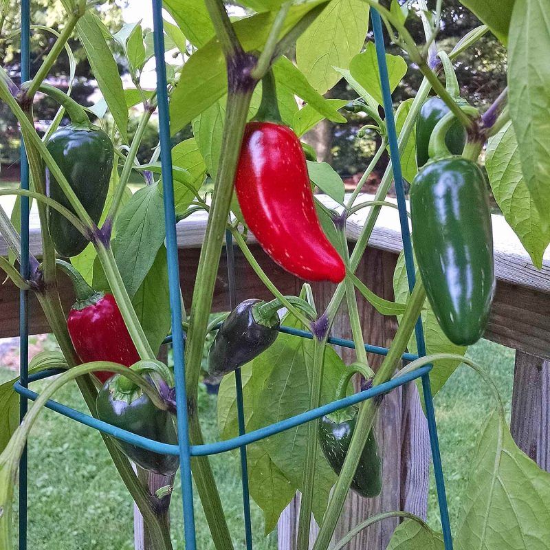 Jalapeños