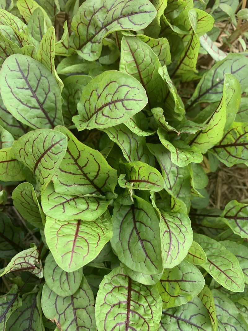 Sorrel