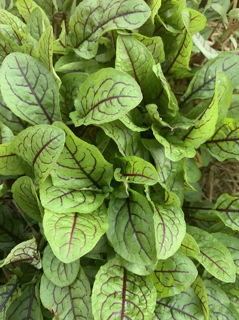 Sorrel