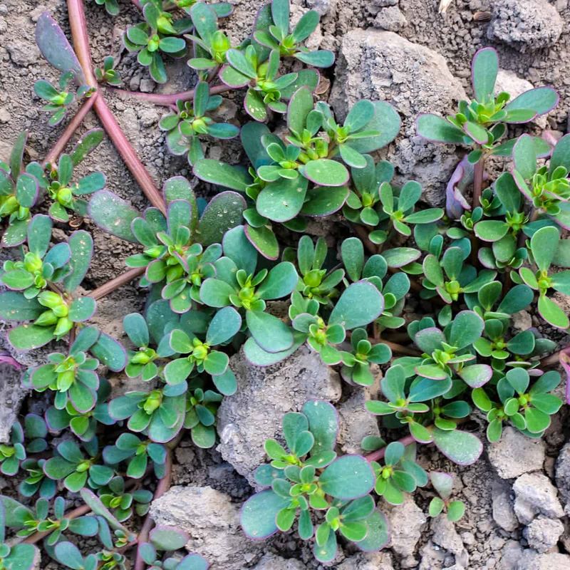 Purslane