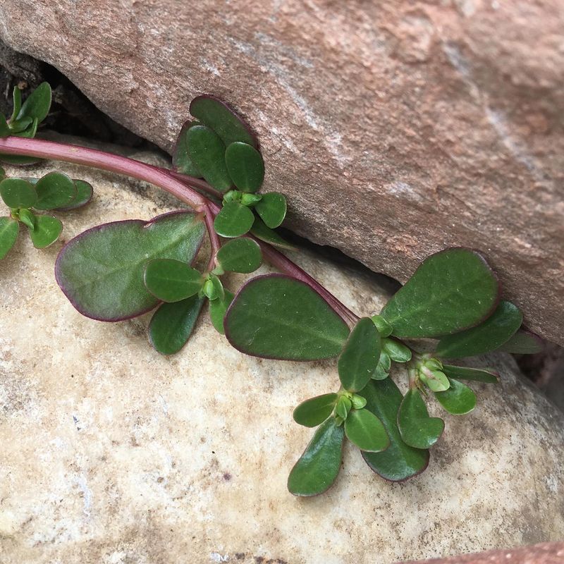 Purslane