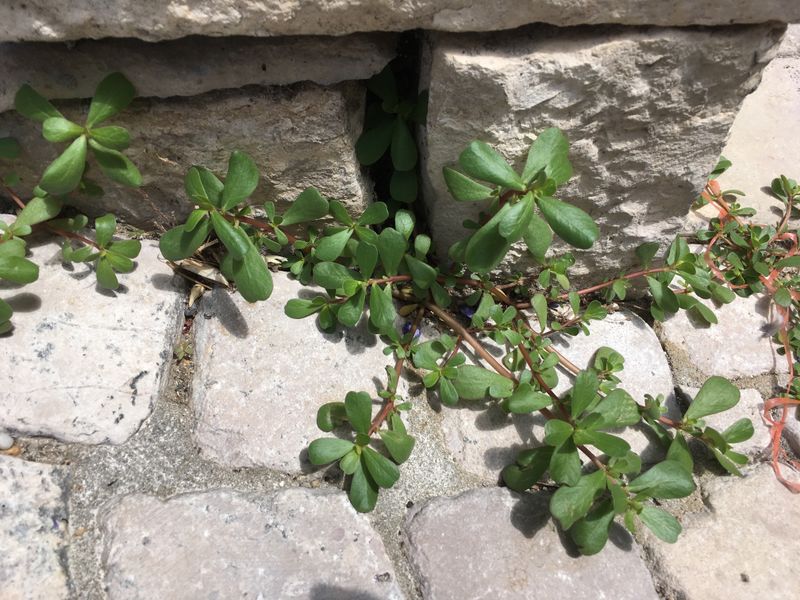 Purslane Perks
