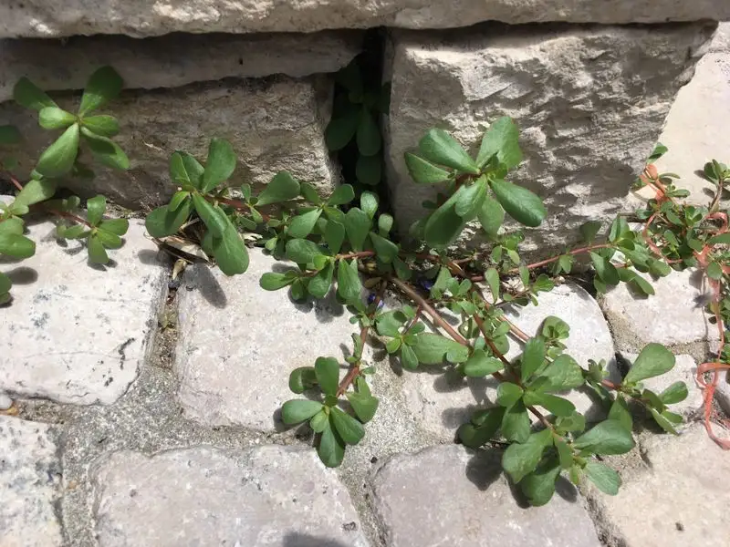 Purslane Perks
