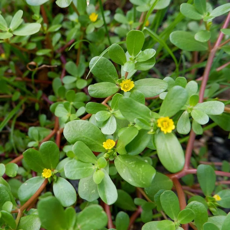 Purslane
