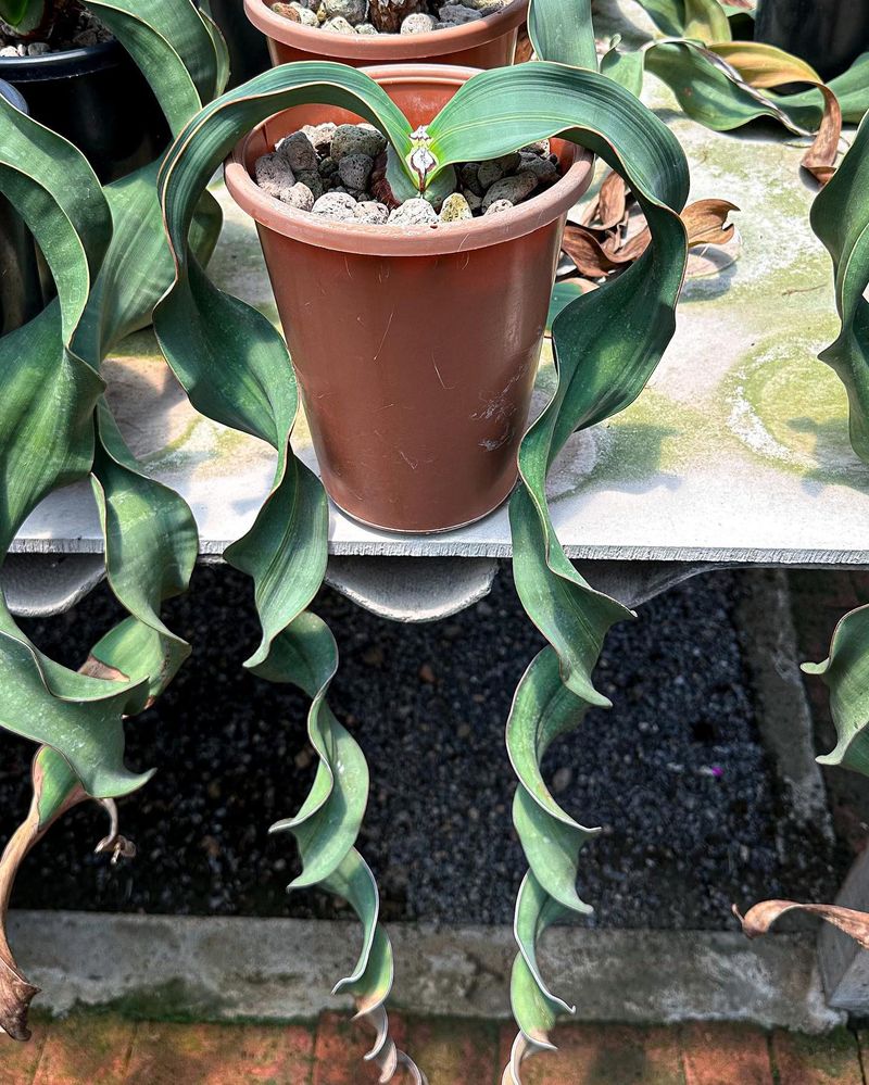 Welwitschia mirabilis