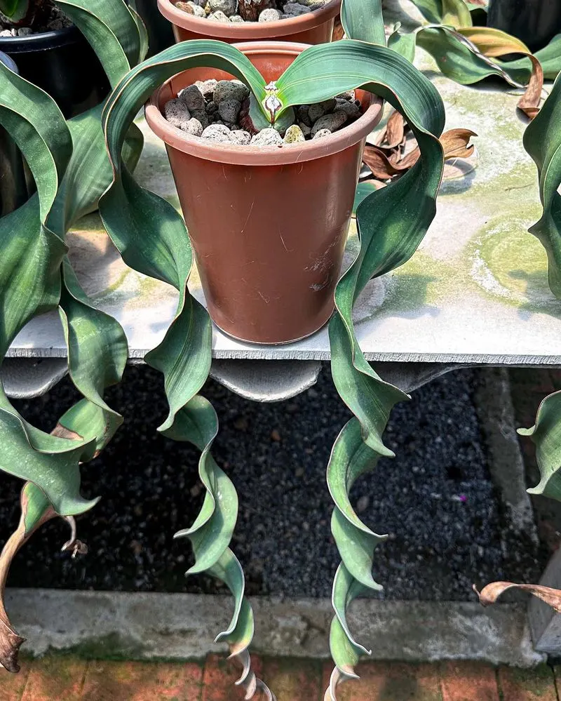 Welwitschia mirabilis
