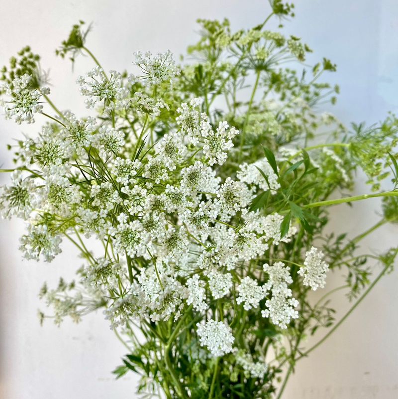 Quaint Queen Anne's Lace