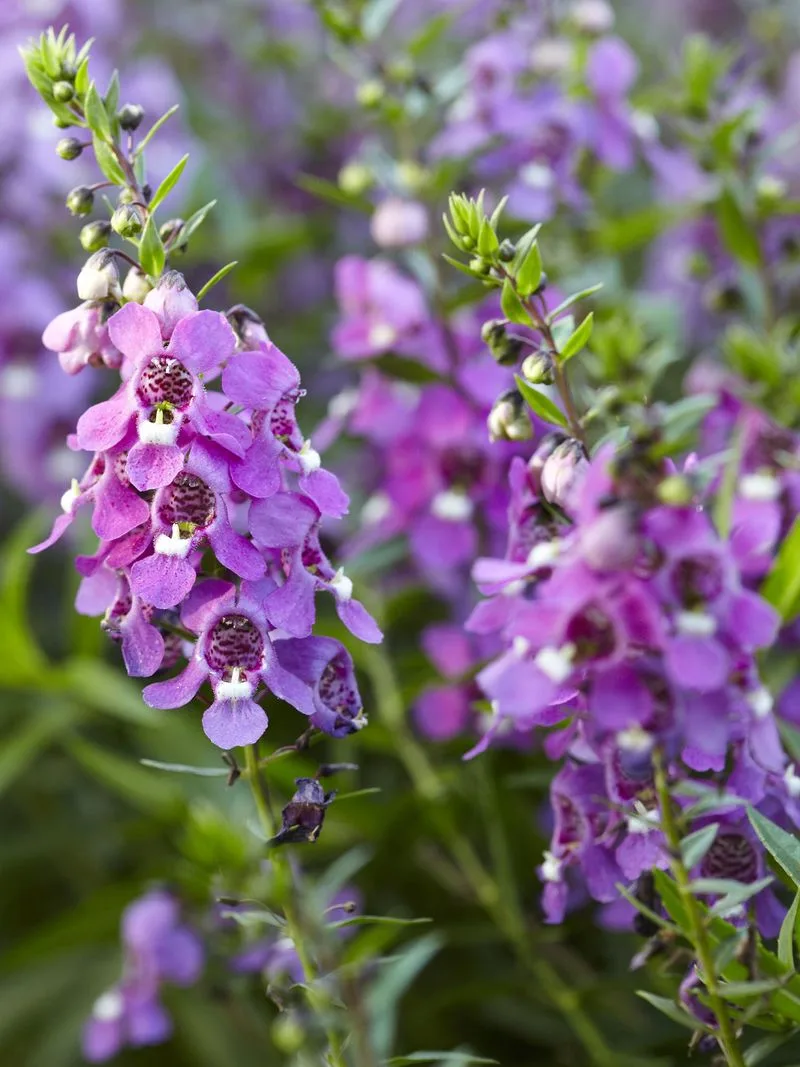 Angelonia (Alternative to Angel's Trumpet)