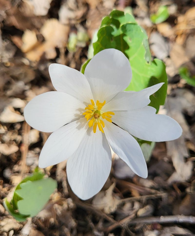 Bloodroot
