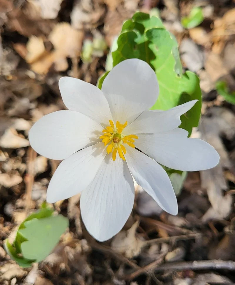 Bloodroot