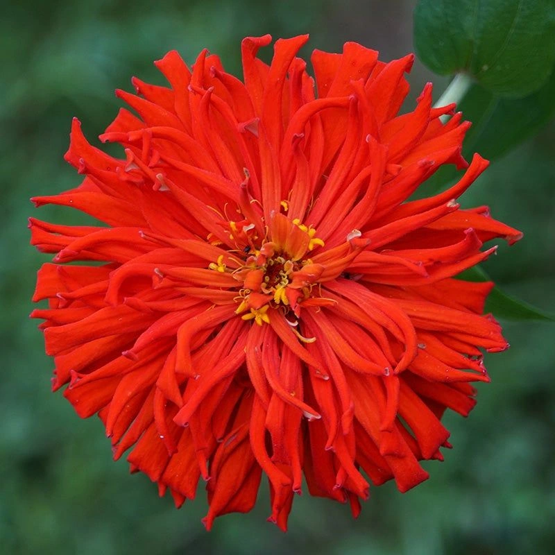 Cactus Zinnia