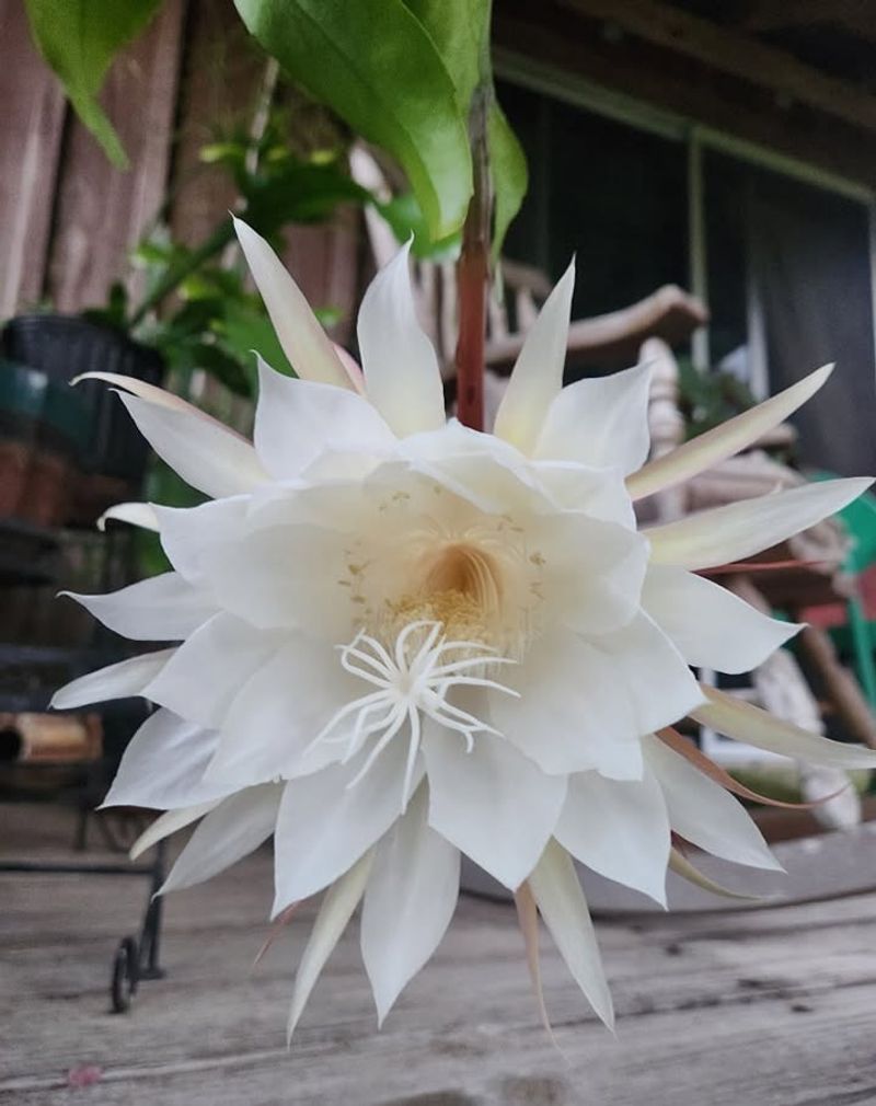 Queen of the Night