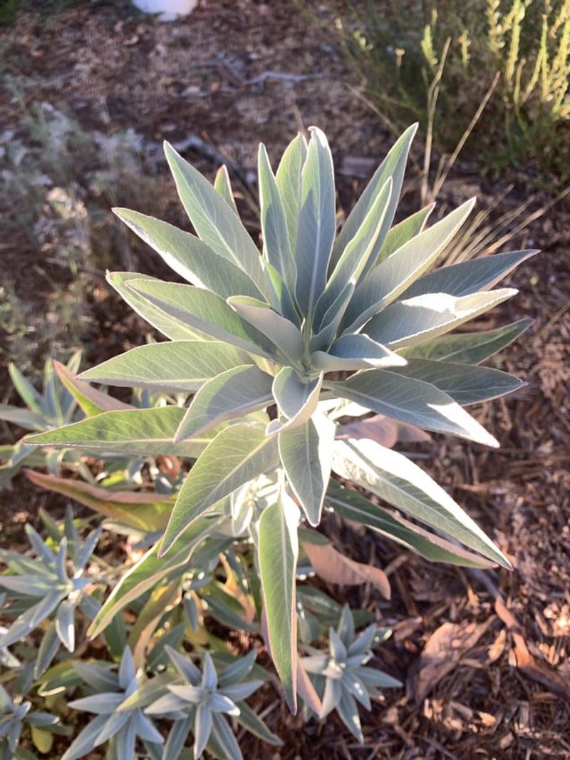 Subtle Sage Sibling