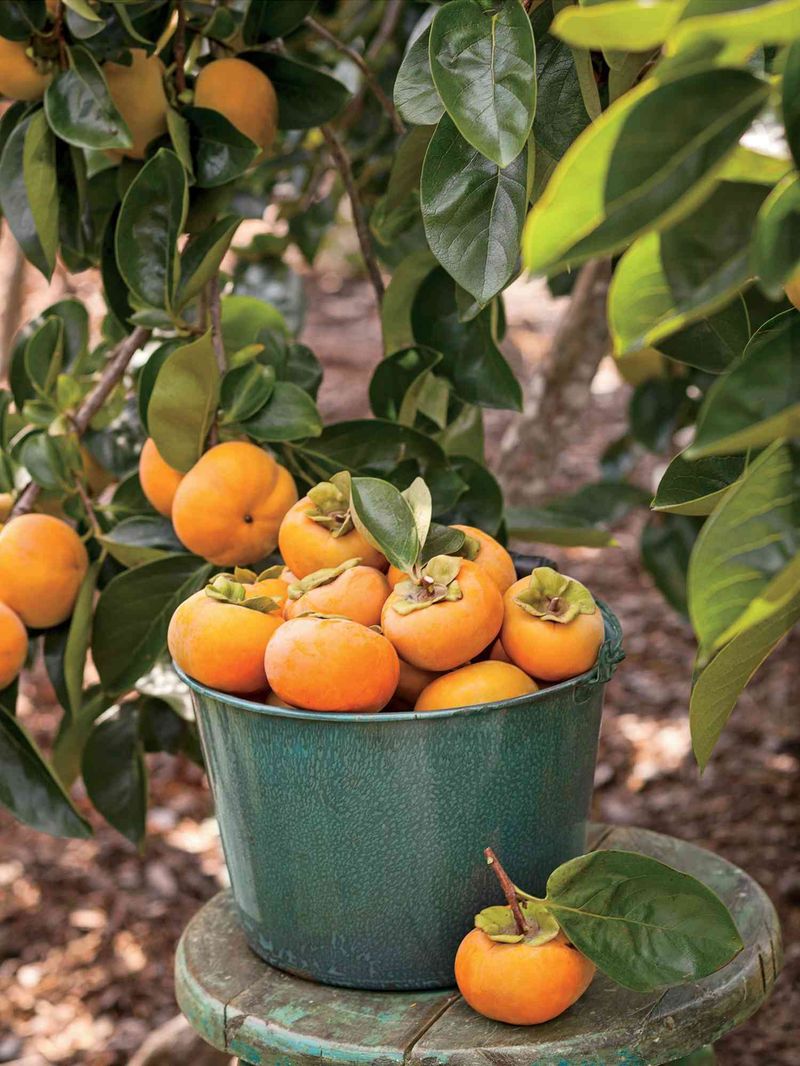 Persimmon Tree