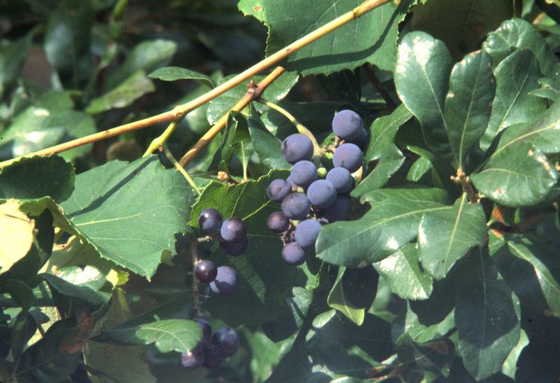 Fox Grape