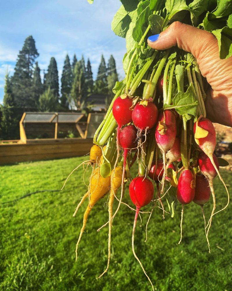 Radish