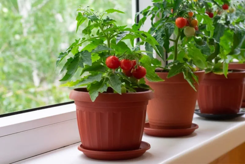 Radishes