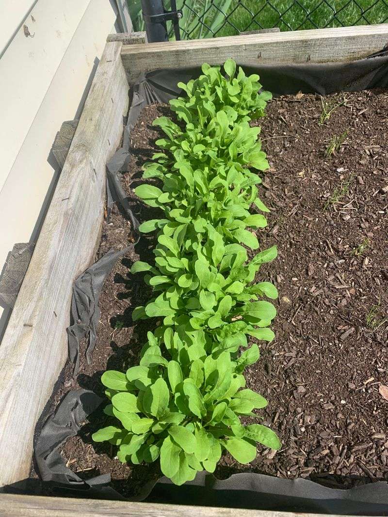 Arugula