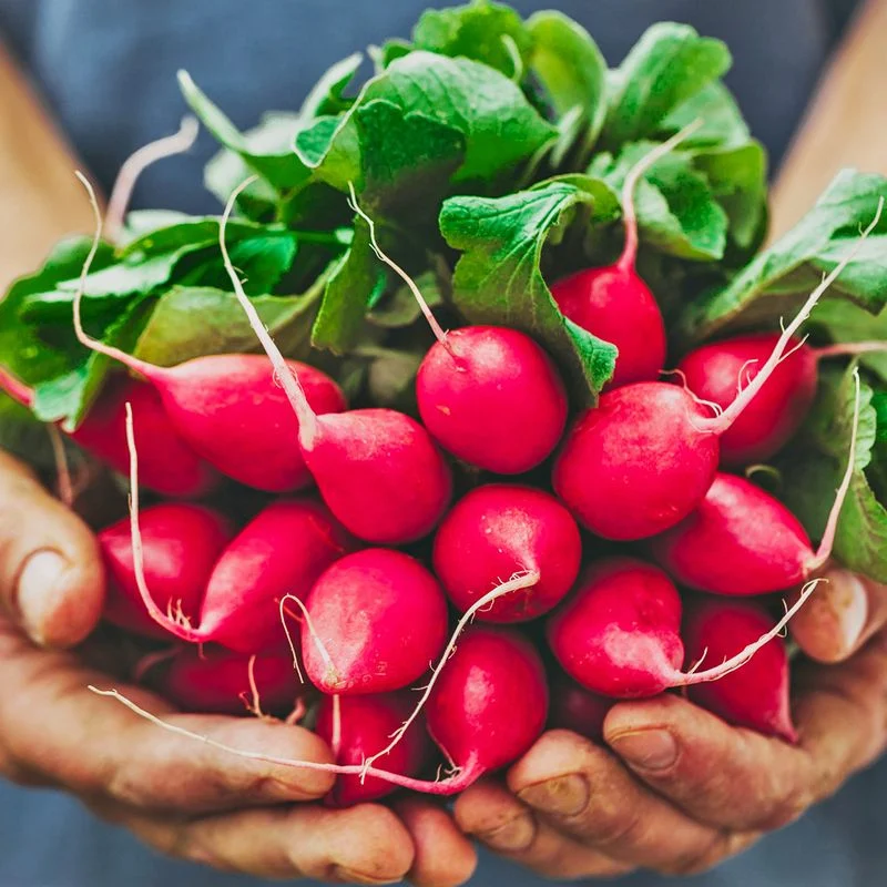 Radishes