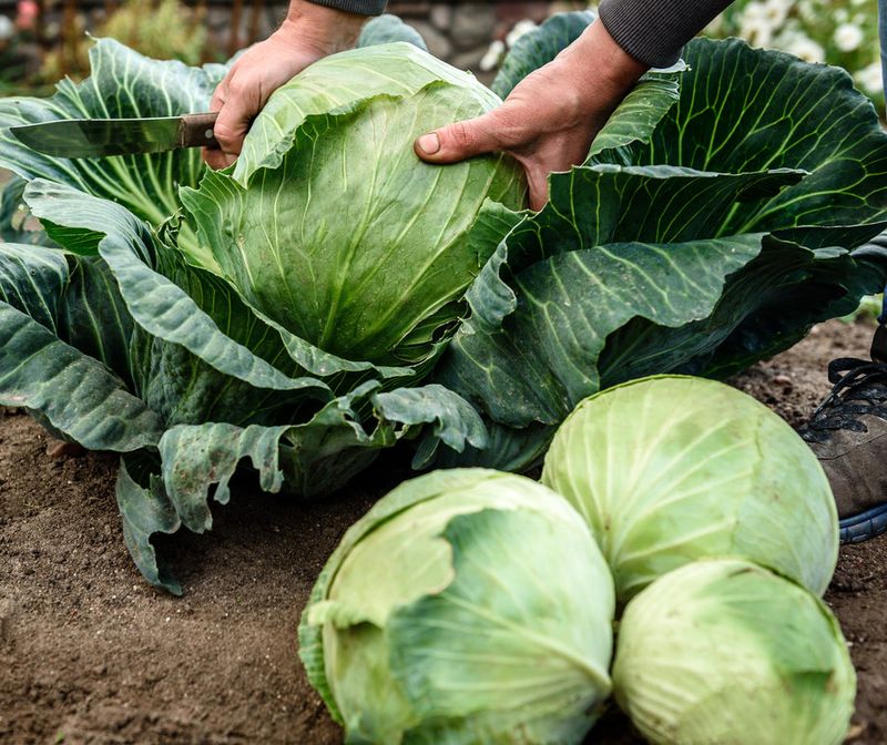 Cabbage