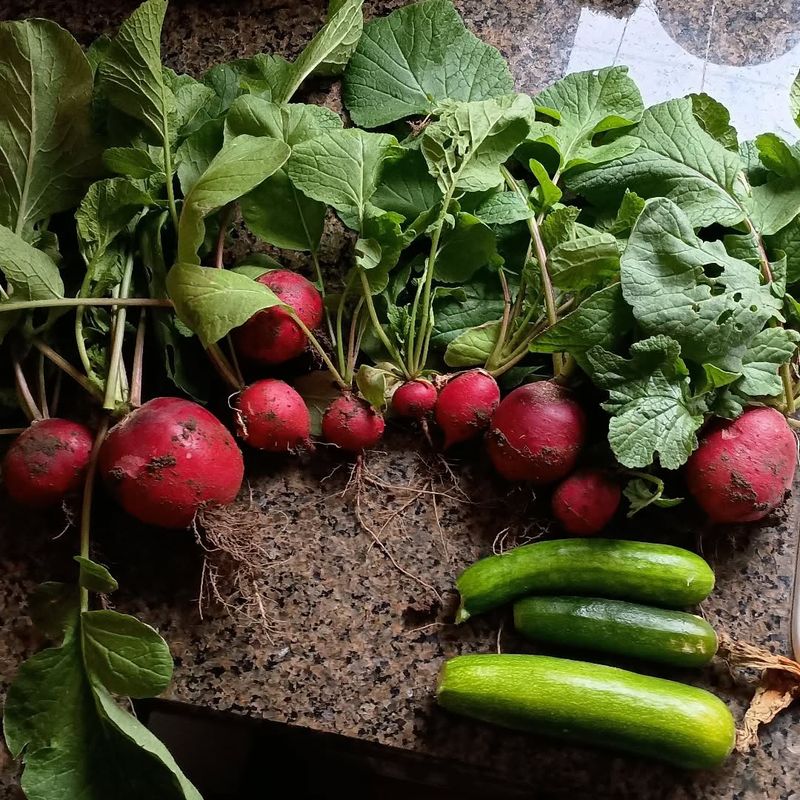 Radishes & Spinach