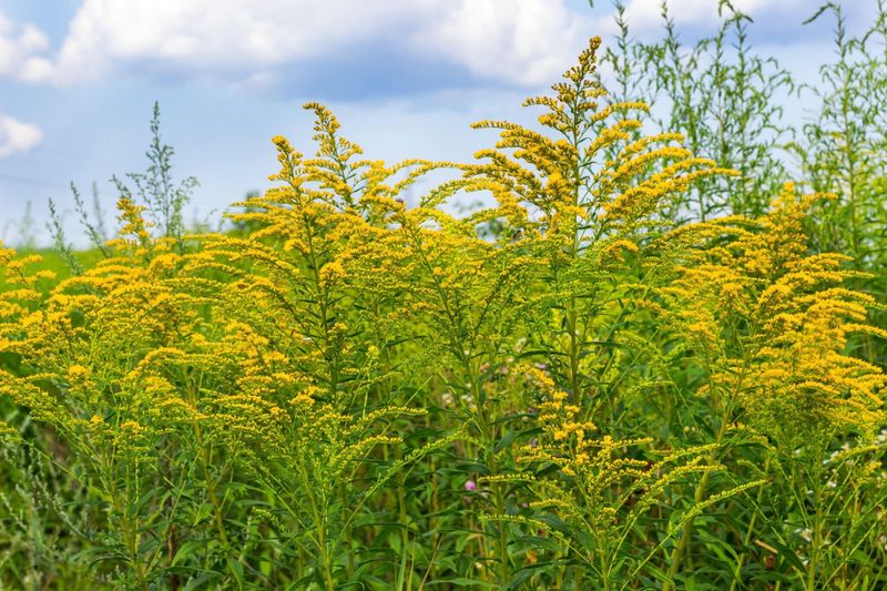 Ragweed