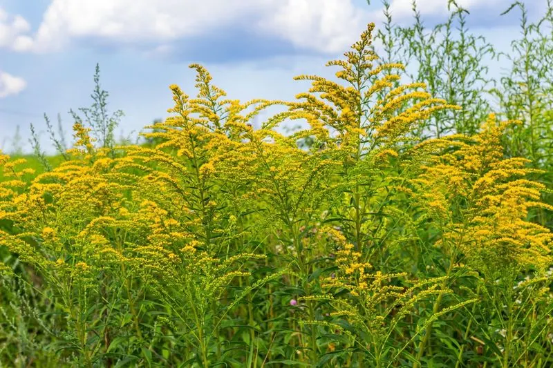 Ragweed