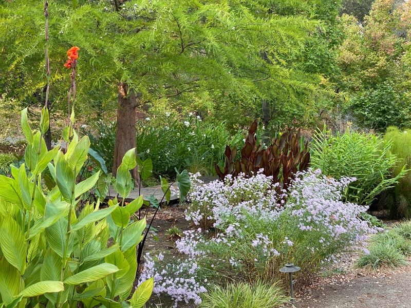 Bog Garden with Overflow