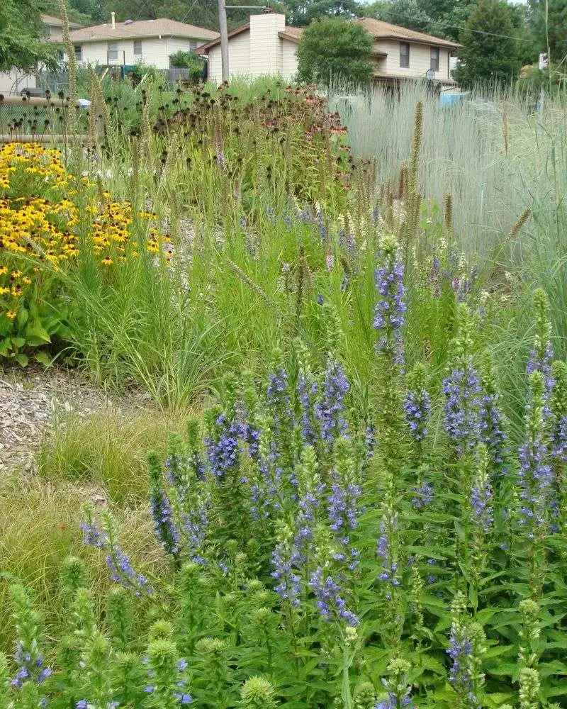 Rain Garden Shrub