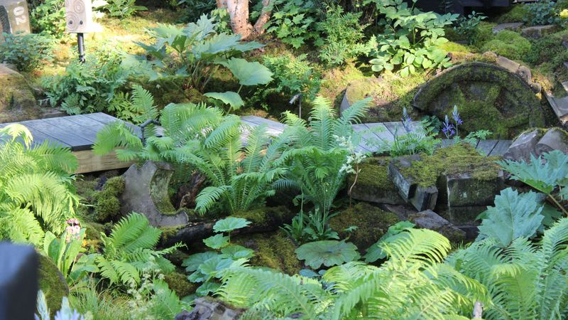 Fern Garden