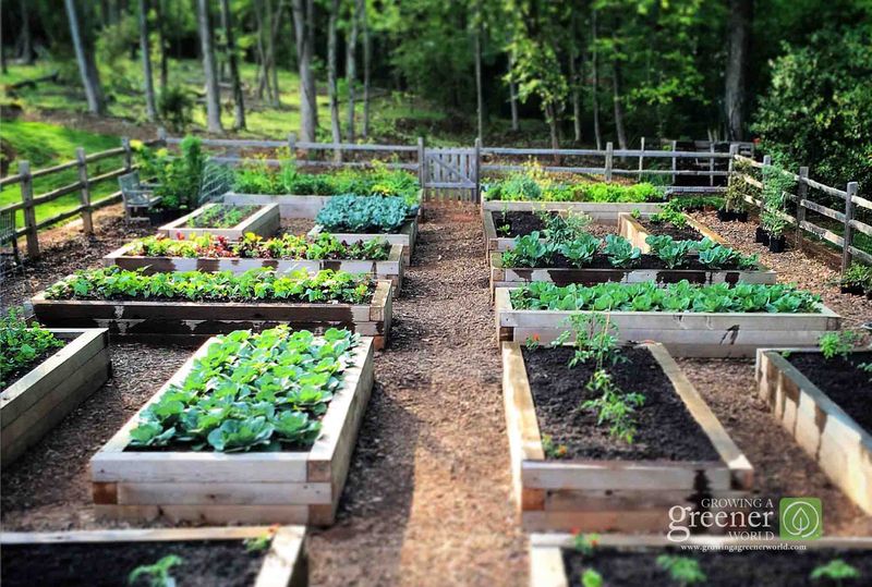 Raised Bed Gardening