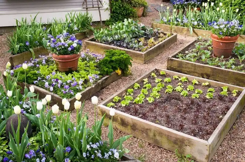 Raised Bed Gardening