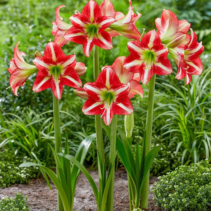 Amaryllis