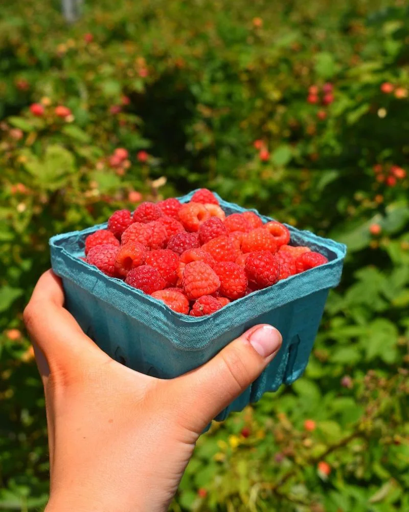 Raspberries