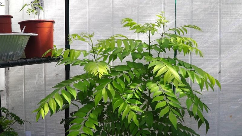 Training and Supporting Plants